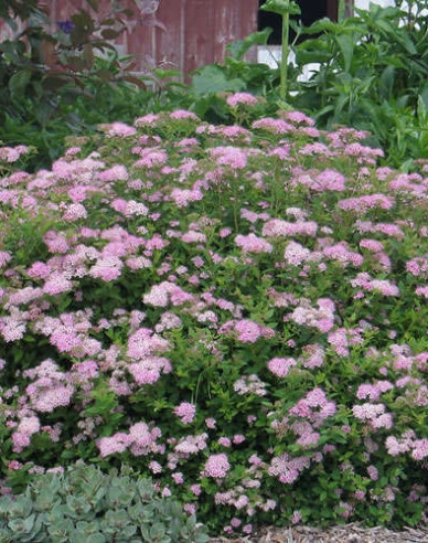 Japan-Spierstrauch Little Princess