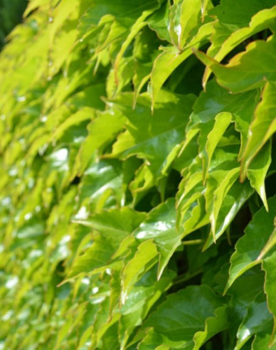 Dreilappiger Wilder Wein Veitchii