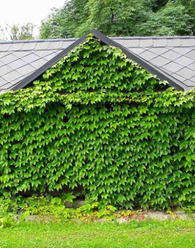 Dreilappiger Wilder Wein Veitchii