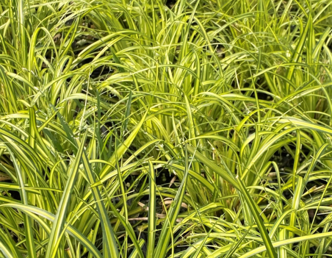 Oshima-Segge Eversheen