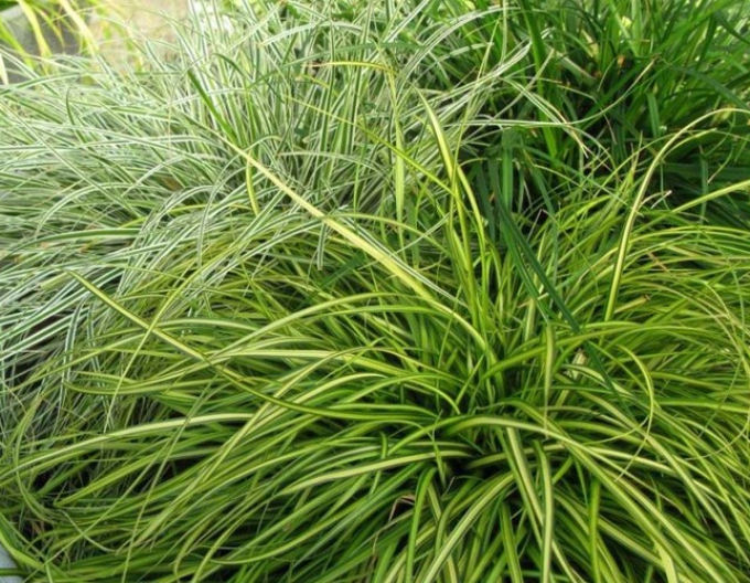Oshima-Segge Eversheen