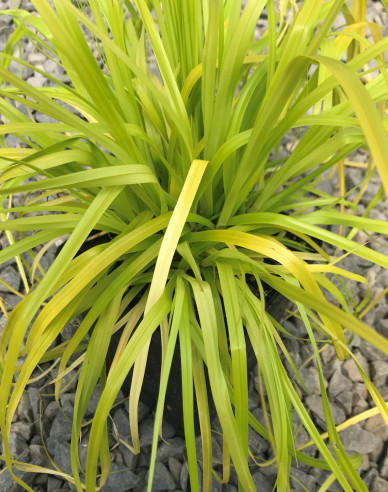 Oshima-Segge Everillo
