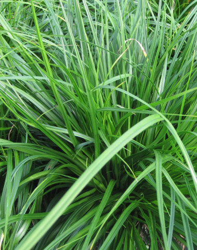 Oshima-Segge Evergreen