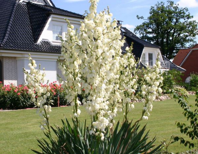 Yucca Palme (Fädige Palmlilie)