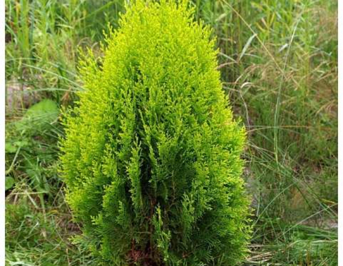 Lebensbaum  Aurea Nana