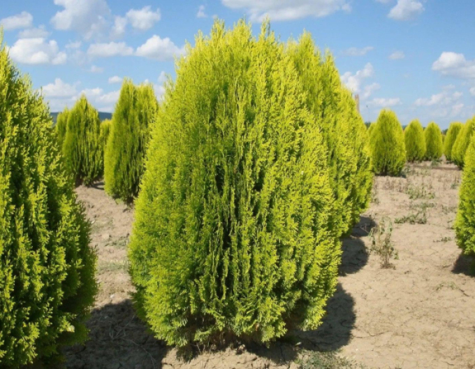 Lebensbaum  Aurea Nana