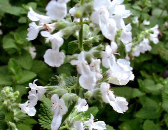 Katzenminze ´Alba´