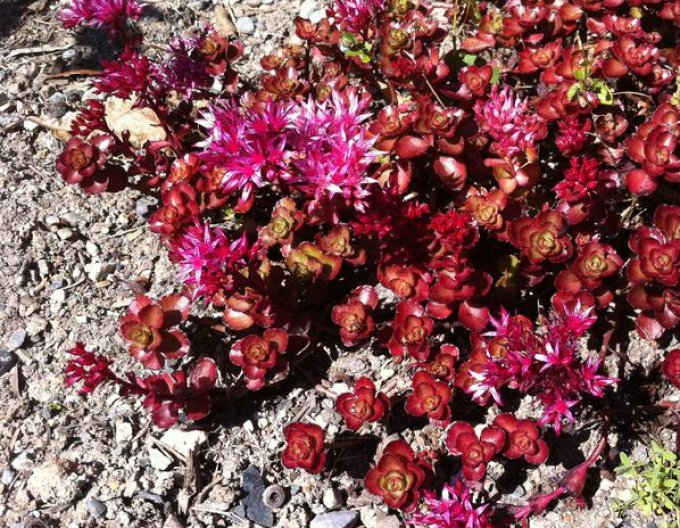 Fetthenne Coccineus