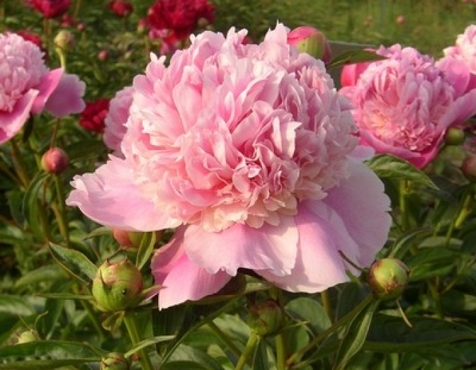 Chinesische Pfingstrose Lady Anna