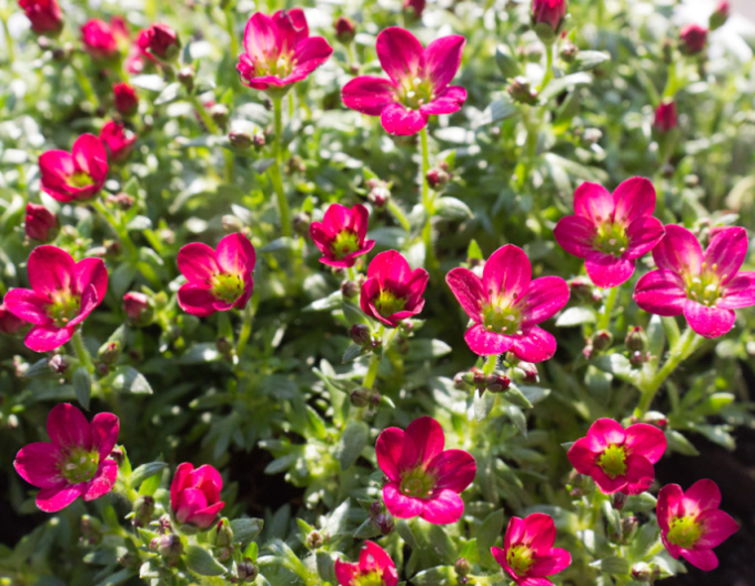 Garten-Steinbrech ’Ice Colours Red’