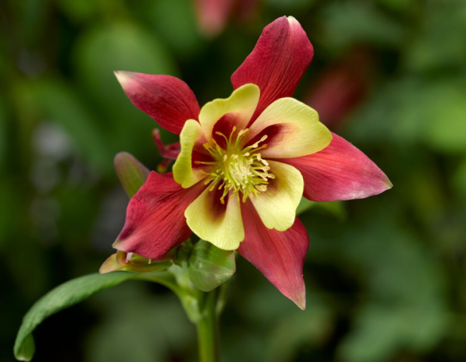 Akelei ’Red Yellow’