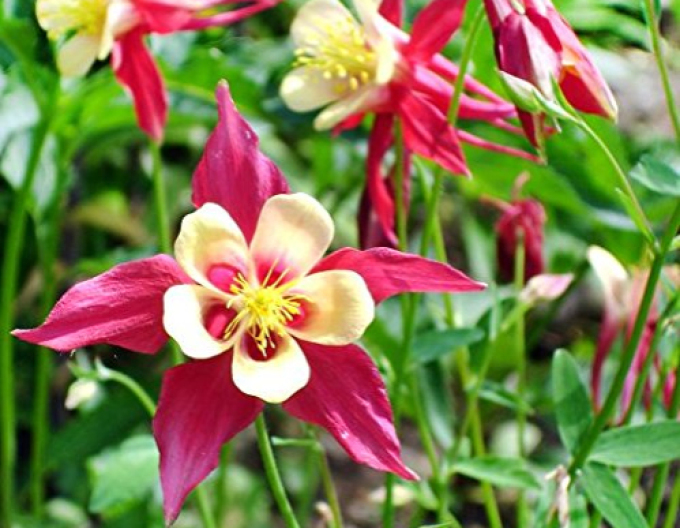 Akelei ’Red Yellow’