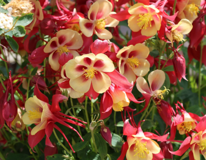 Akelei ’Red Yellow’