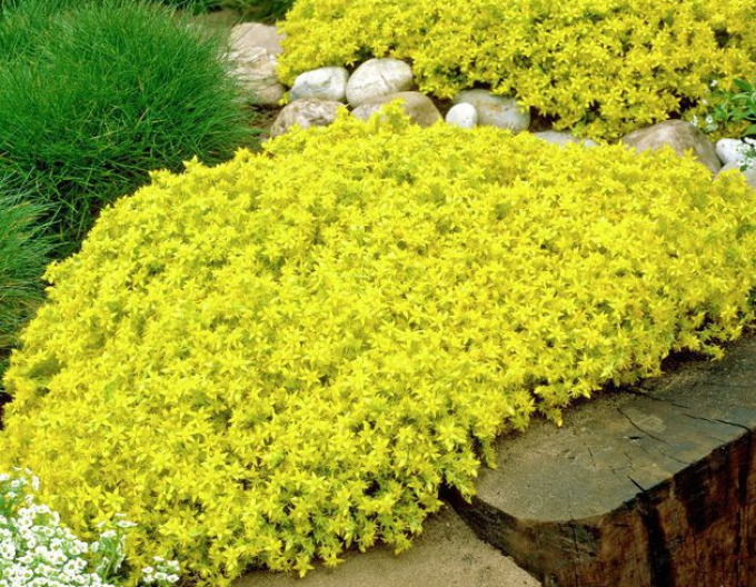 Sedum acre Aureum (Sedum acre Aureum)