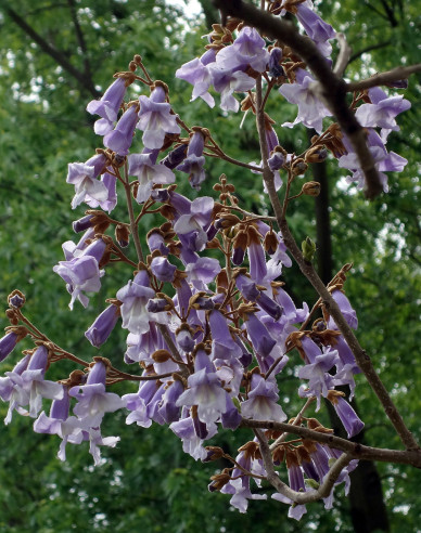 Blauglockenbaum