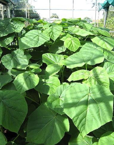 Blauglockenbaum