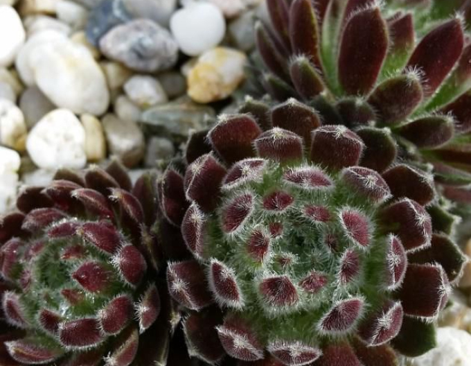 Zistrose (Sempervivum Ordensstern)