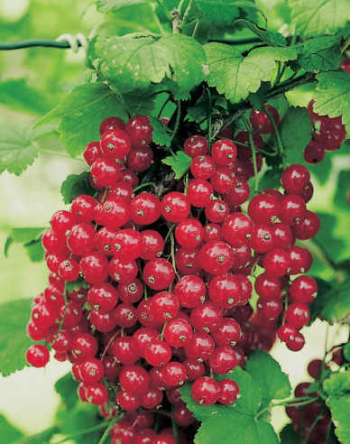Rote Johannisbeere Red Lake, Hochstämmchen, cont. 5l