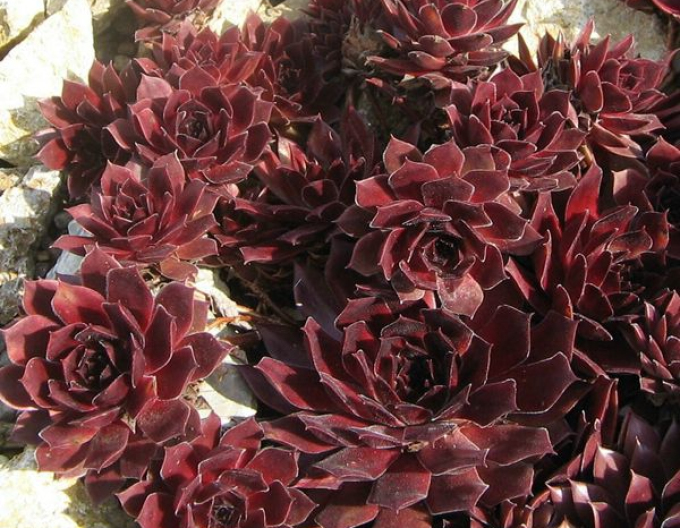 Zistrose (Sempervivum Lipari)