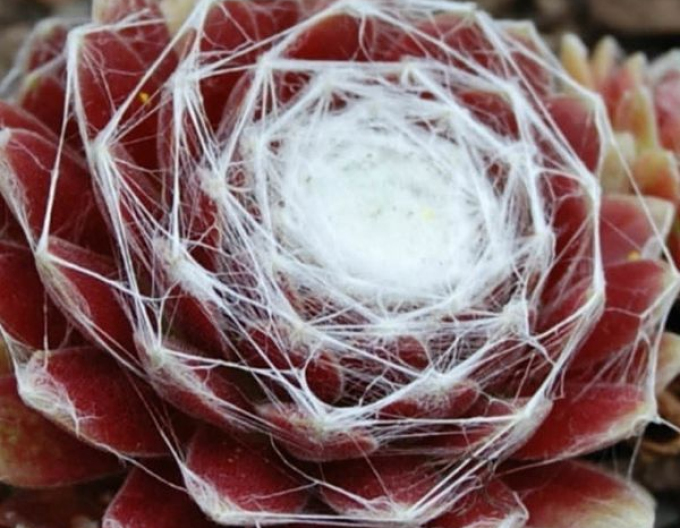 Steinkraut (Sempervivum arachnoideum)