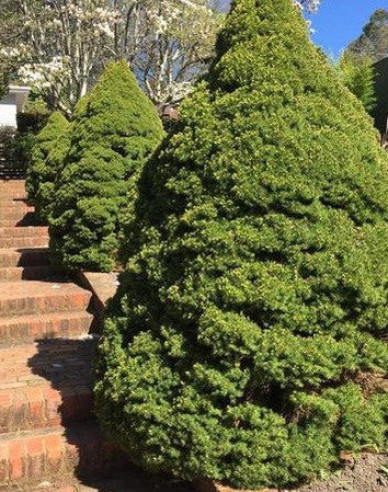 Weißfichte Conica 100- 110cm