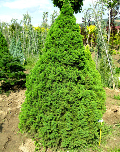 Weißfichte Conica 100- 110cm