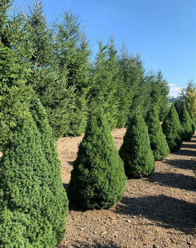 Weißfichte Conica 100- 110cm