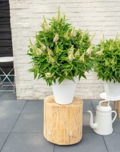 Budleja davidii Little White - Zwerg