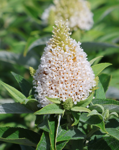 Budleja davidii Little White - Zwerg