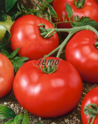 Semo Buschtomate Tereza F1