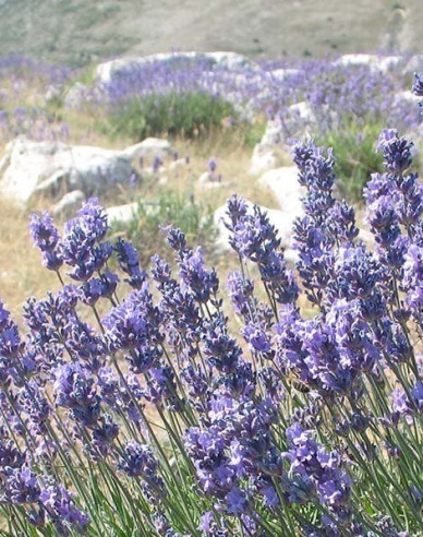Lavendel schmalblättrig Vera