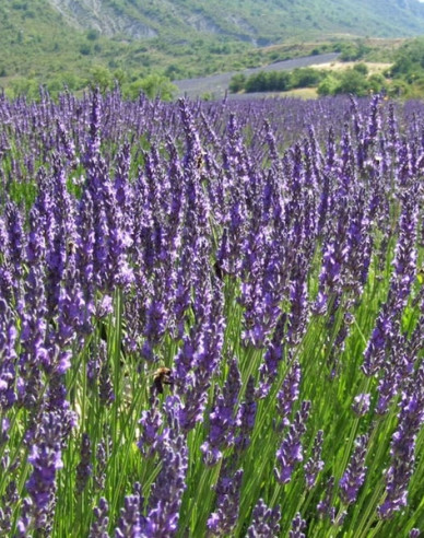 Lavendel schmalblättrig Vera