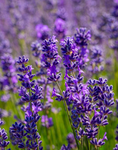 Lavendel schmalblättrig Vera