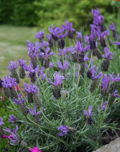Lavendel Französisch