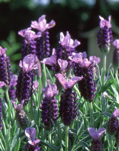 Lavendel Französisch