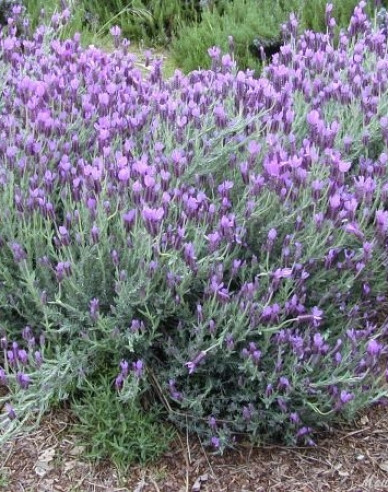 Lavendel Französisch