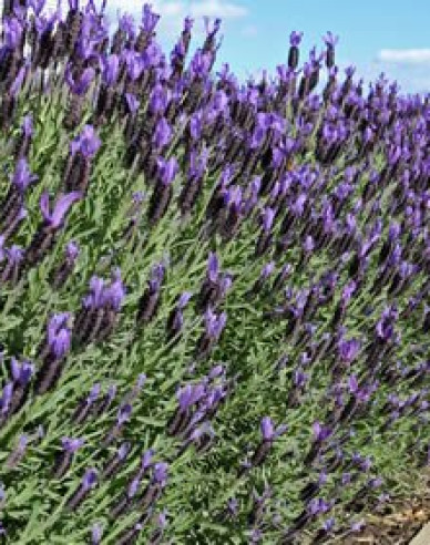 Lavendel Französisch