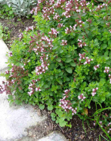 Oregano