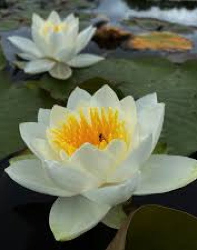Seerose Virginalis