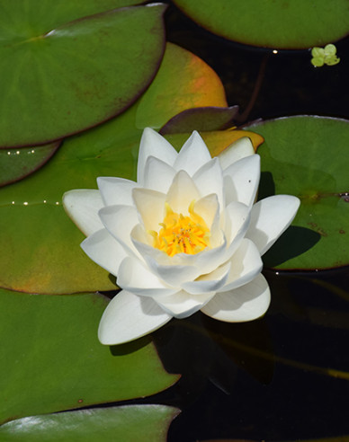 Seerose Virginalis