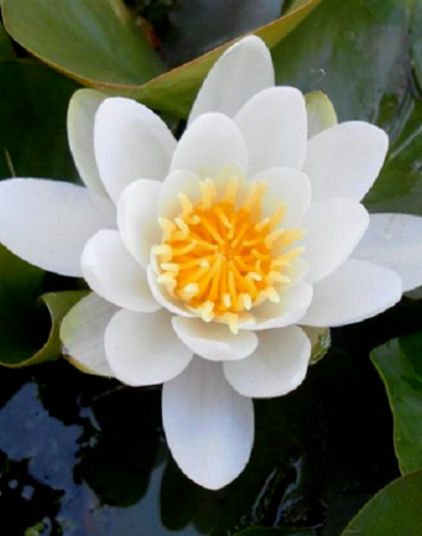 Seerose Virginalis