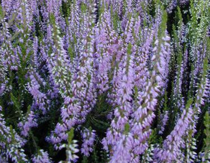 Violettes Heidekraut
