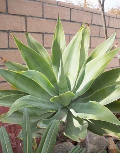 Agave Attenuata