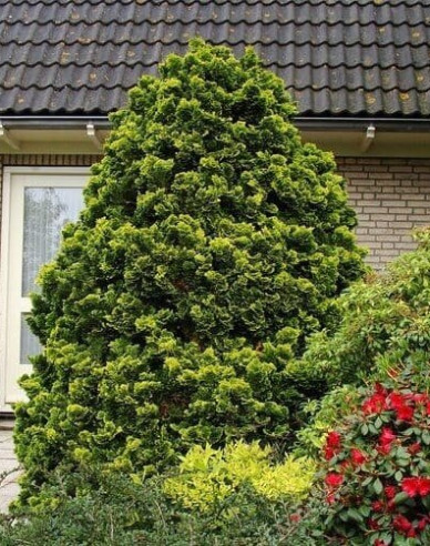 Hinoki-Zypresse Aurea Nana Stämmchen