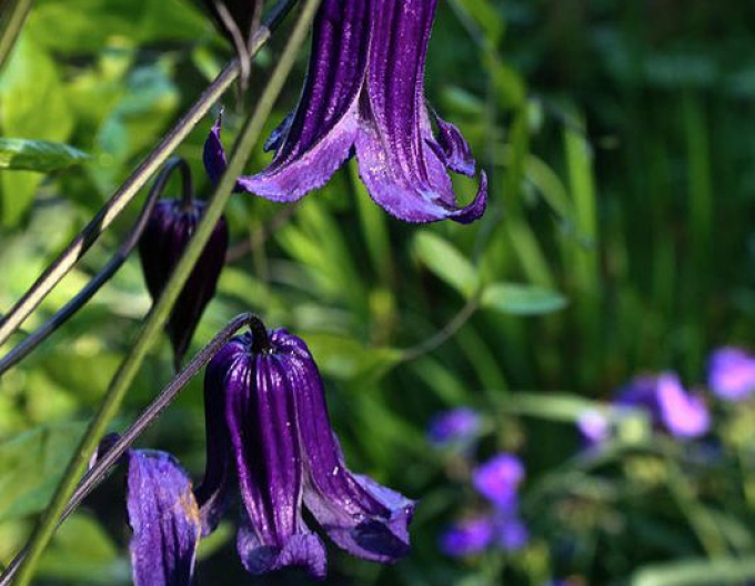 Clematis Rooguchi