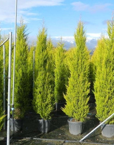 Zypresse Goldcrest