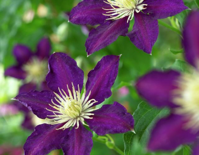Clematis Der Vagabund