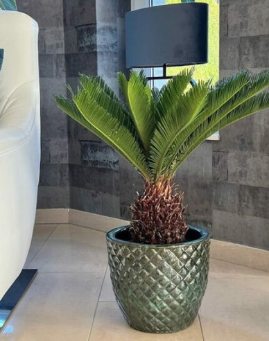 Japanischer Palmfarn