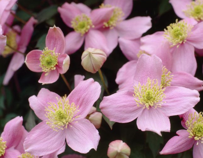 Clematis New Dawn