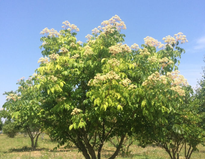 Euodienbaum - Bienenbaum